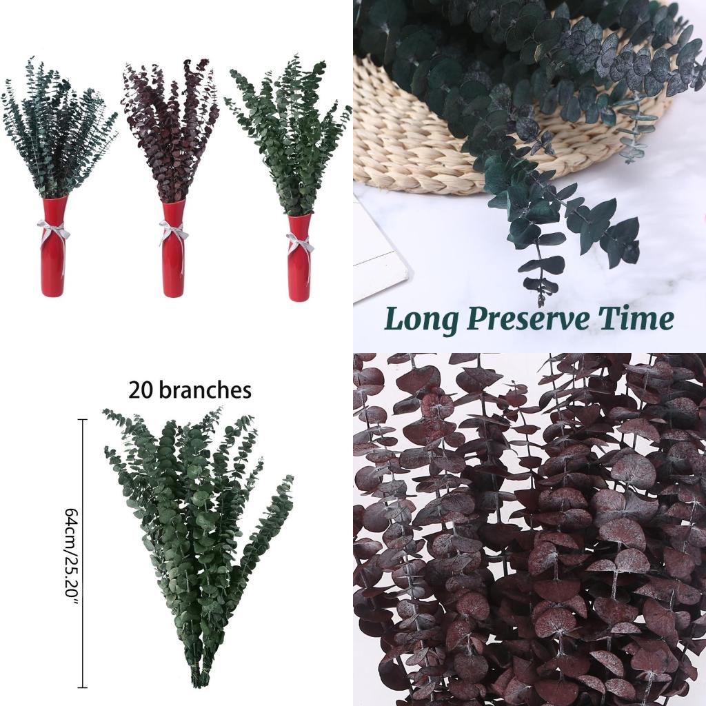Eucalyptus Preserved - 20 pezzi conservati per eucalipto fresco