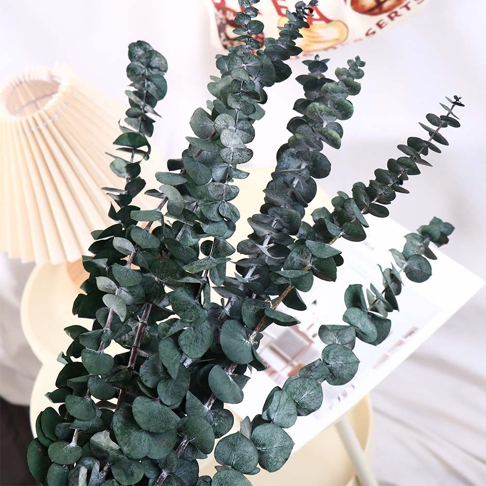 10 Pezzi di Foglie di Eucalipt - Eucalyptus Preserved recensione e prezzo