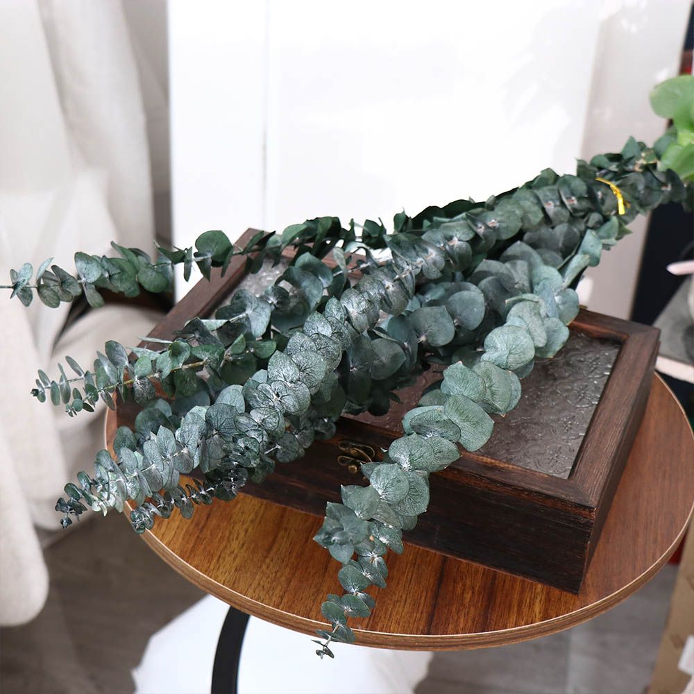 10 Pezzi di Foglie di Eucalipt - Eucalyptus Preserved recensione e prezzo