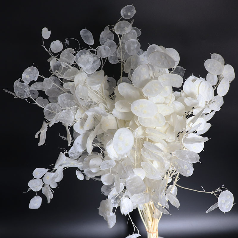 Fiori Lunaria conservati per c - Eucalyptus Preserved recensione e prezzo