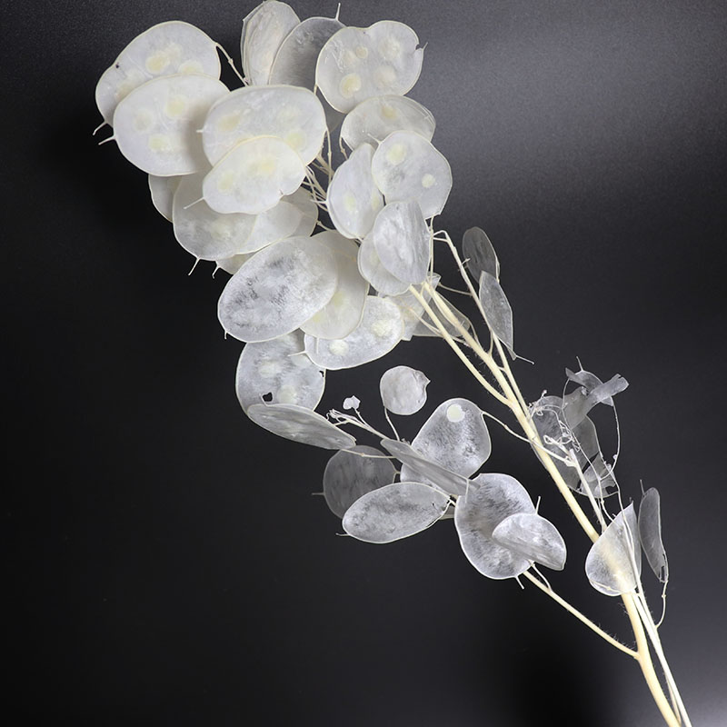 Fiori Lunaria conservati per c - Eucalyptus Preserved recensione e prezzo