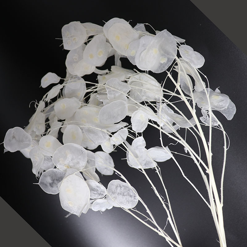 Fiori Lunaria conservati per c - Eucalyptus Preserved recensione e prezzo